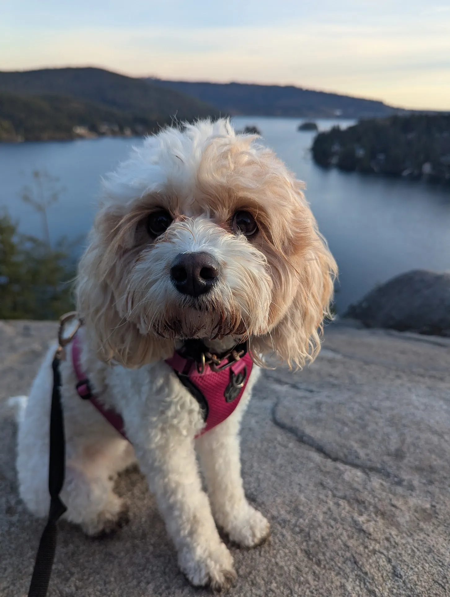 Ella Bella