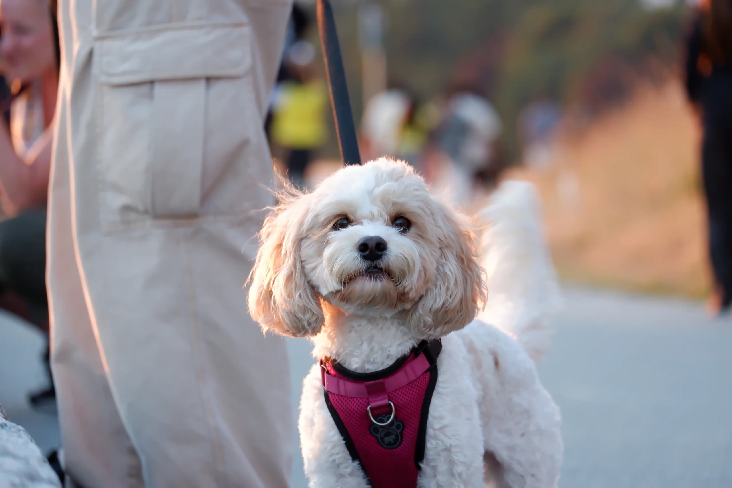 doggo downtown