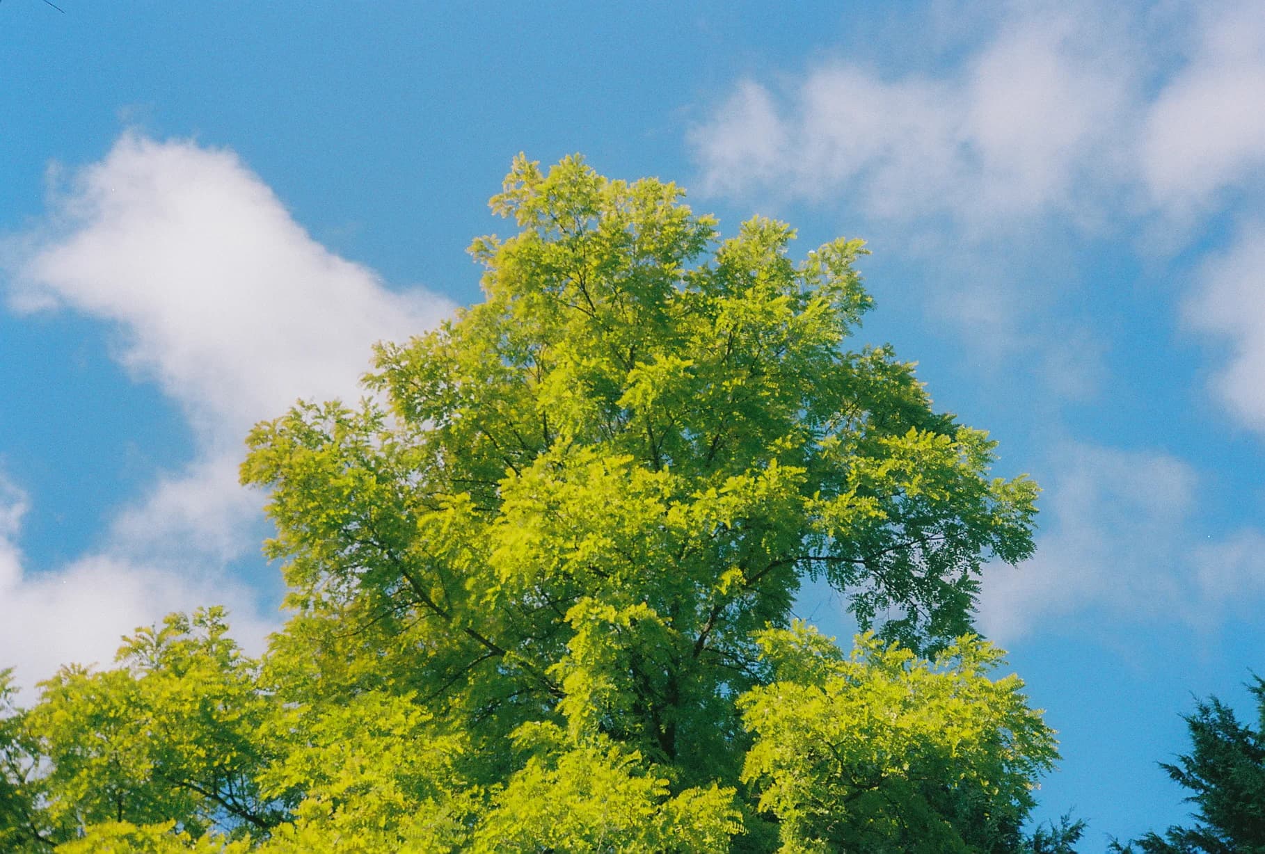 spring canopy, shot on film